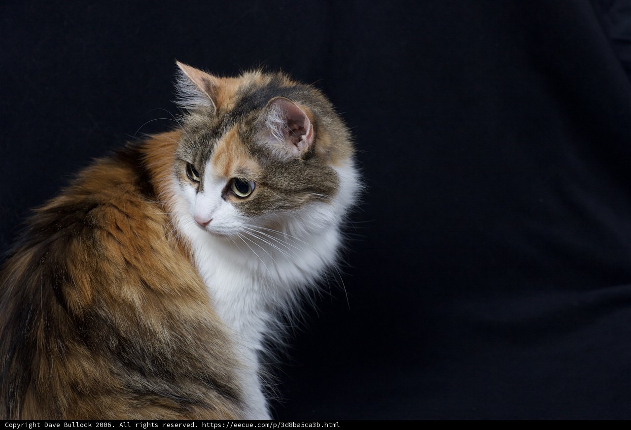 Calico Majesty