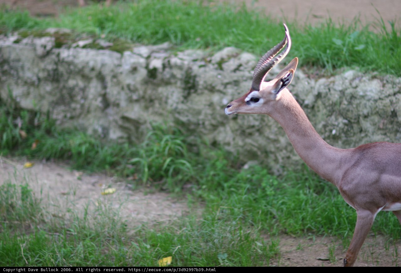The Majestic Gazelle