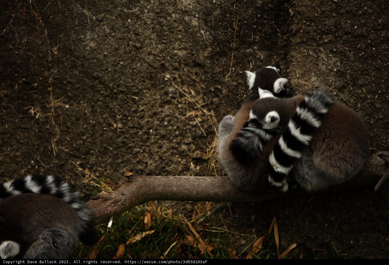 Lemur Love at Oakland Zoo