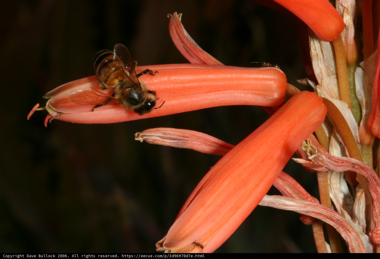 Bee on a Red Rhubarb Flower