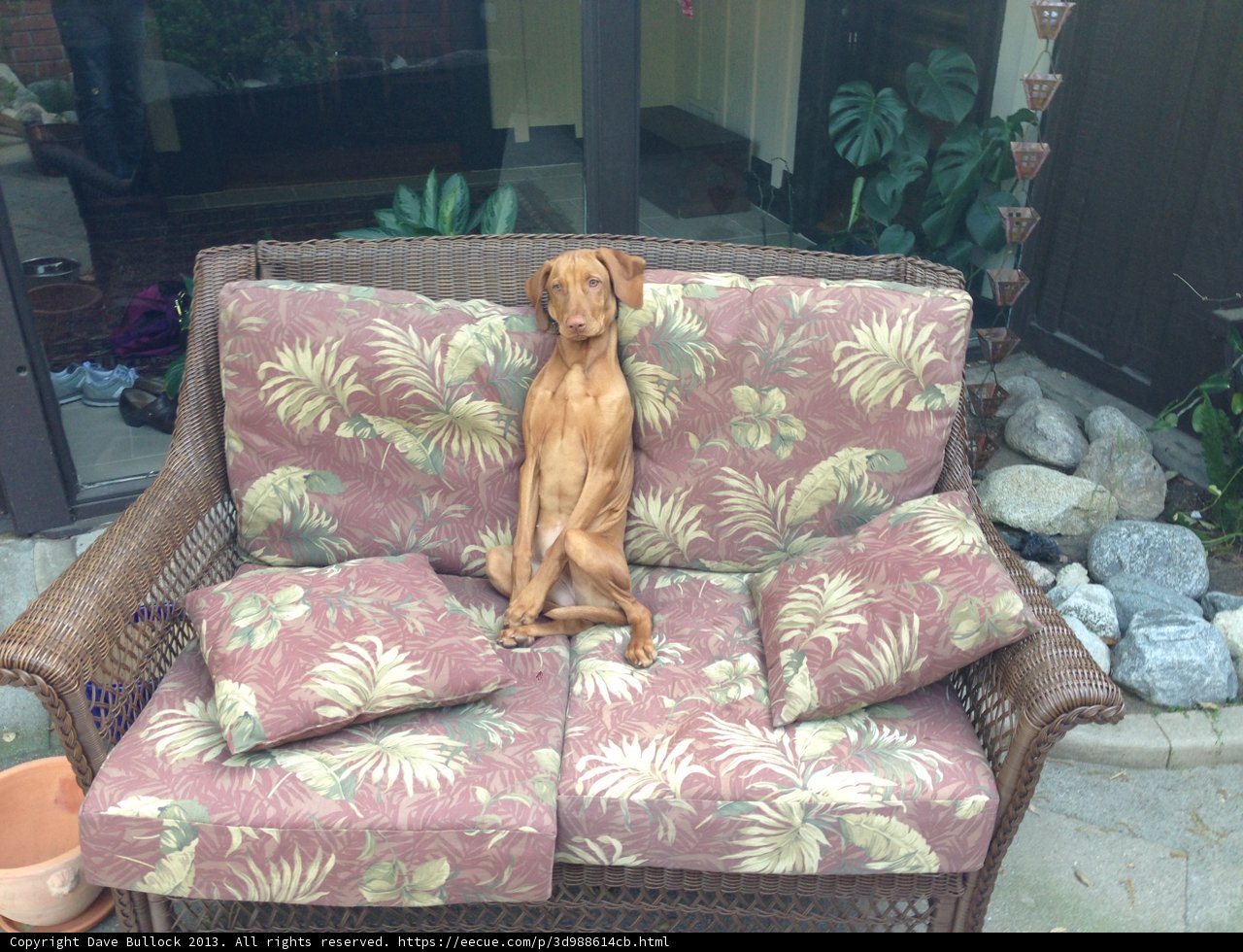 Comfortable Canine on Cushioned Couch