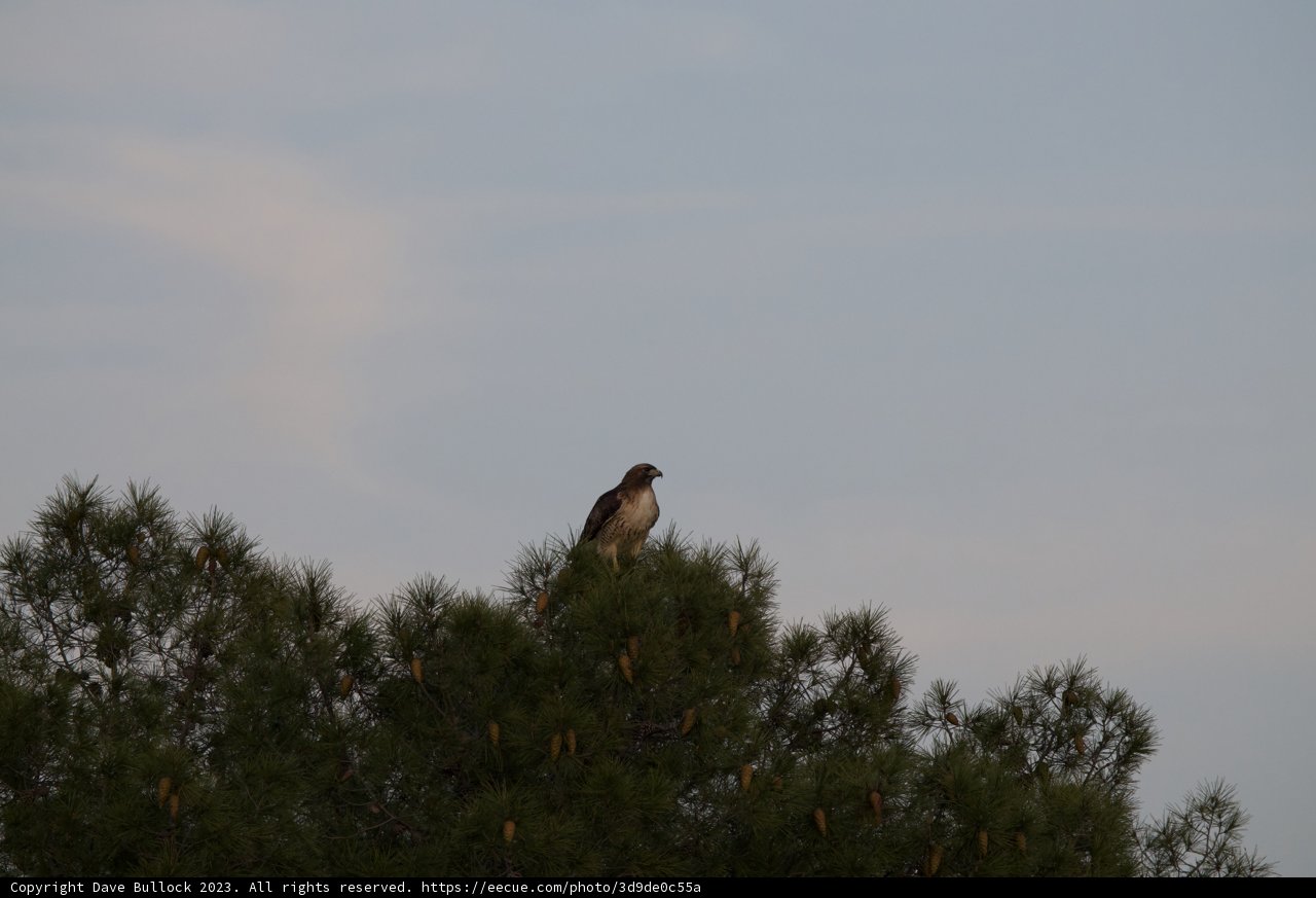 Majestic Hunter on High