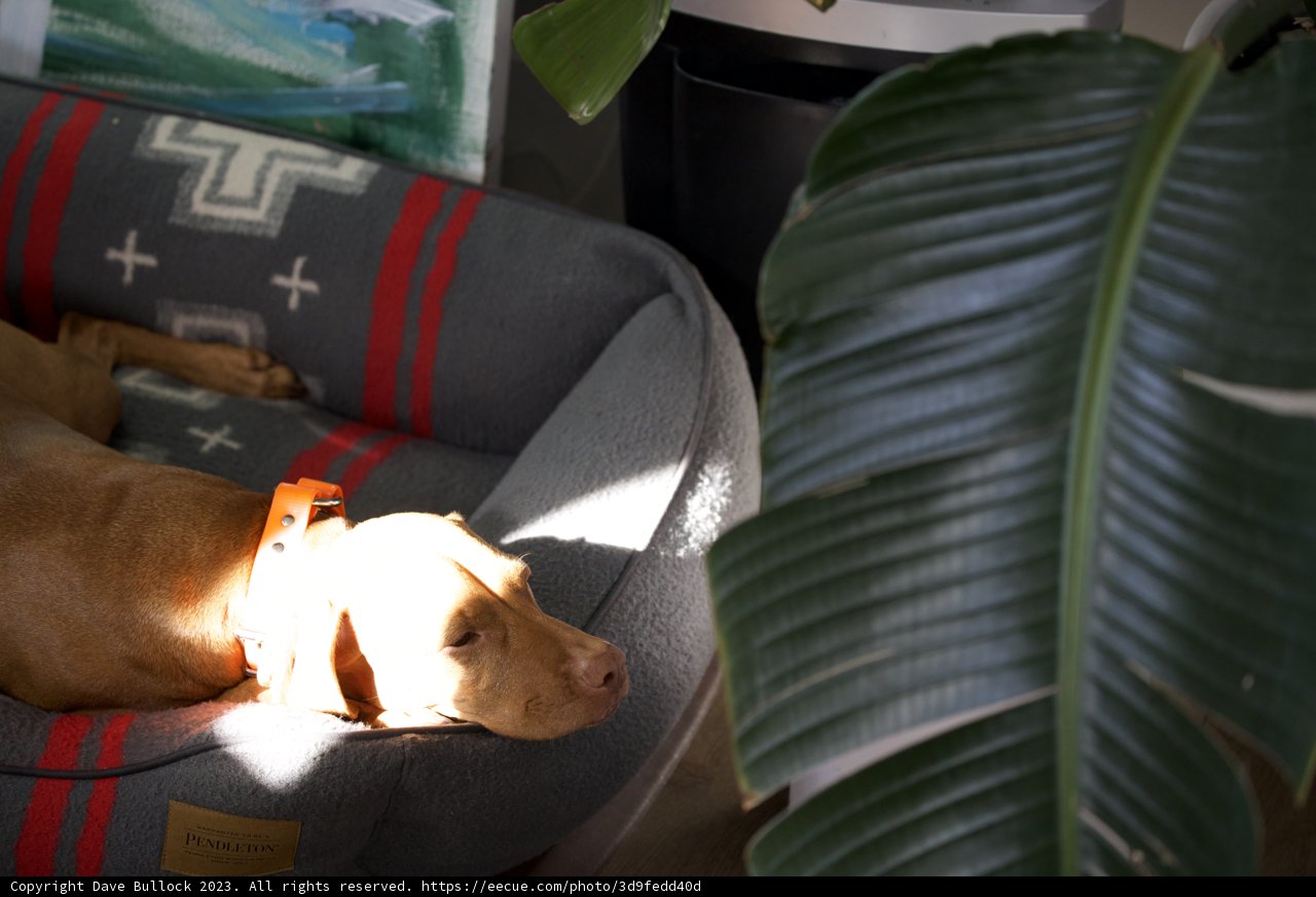 Serene Moments: Canine Comfort in Style