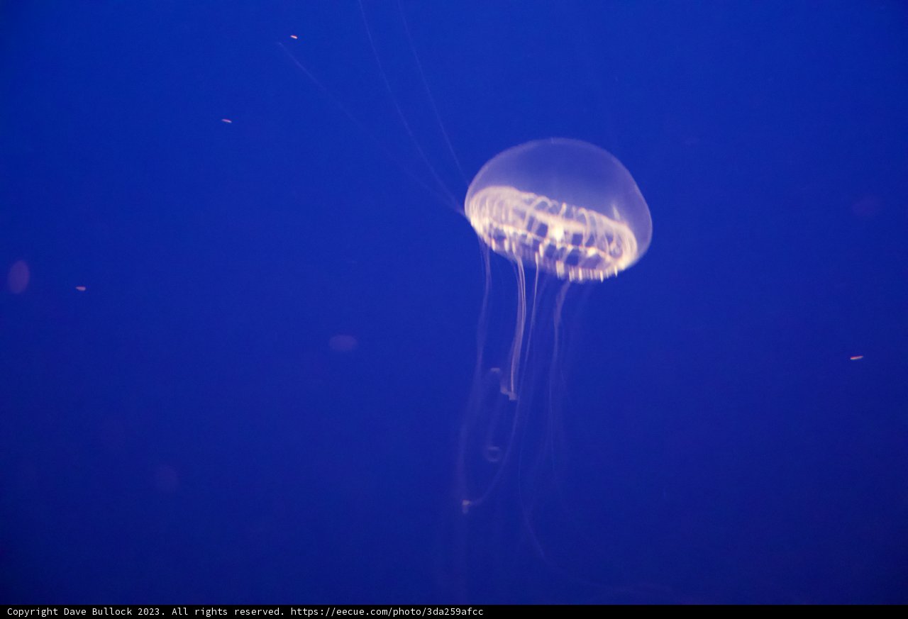 Mystery of Monterey: The Jellyfish Ballet