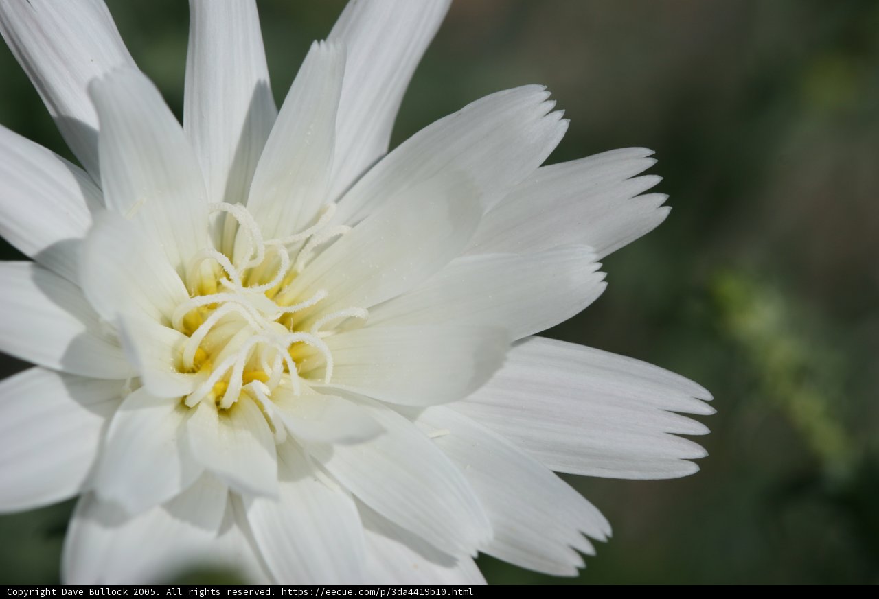 Daisy's sunny center
