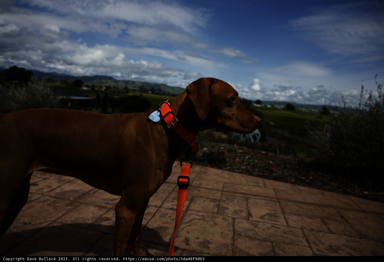 A Vineyard Adventure with Our Furry Friend