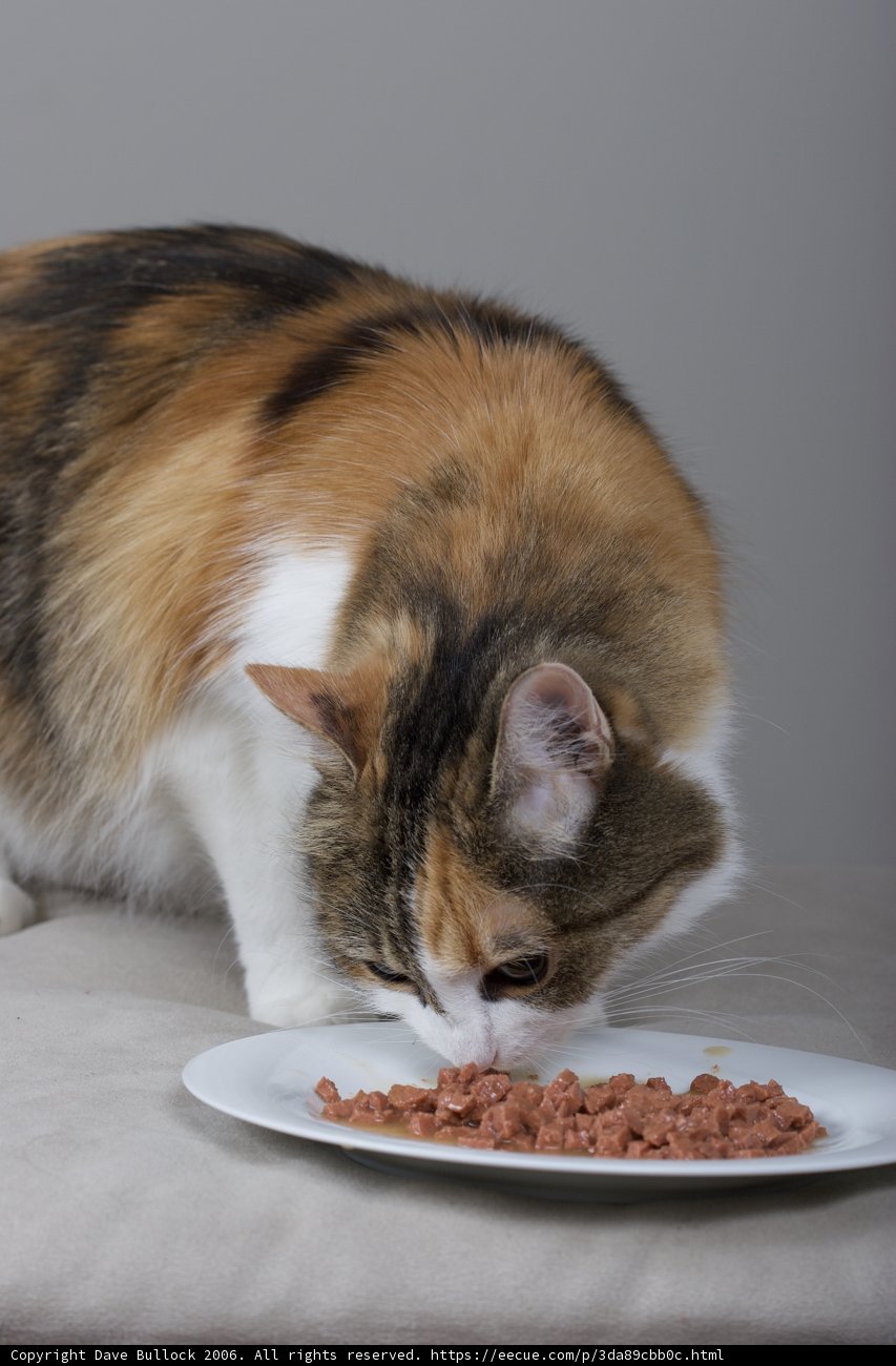 Dinner Time for the Feline