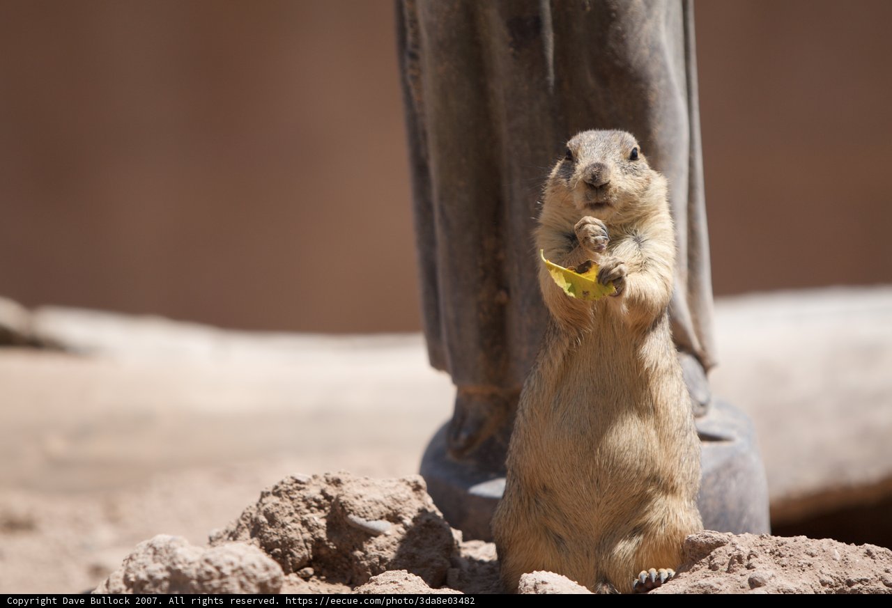 Snack Time for a Ground Squirrel