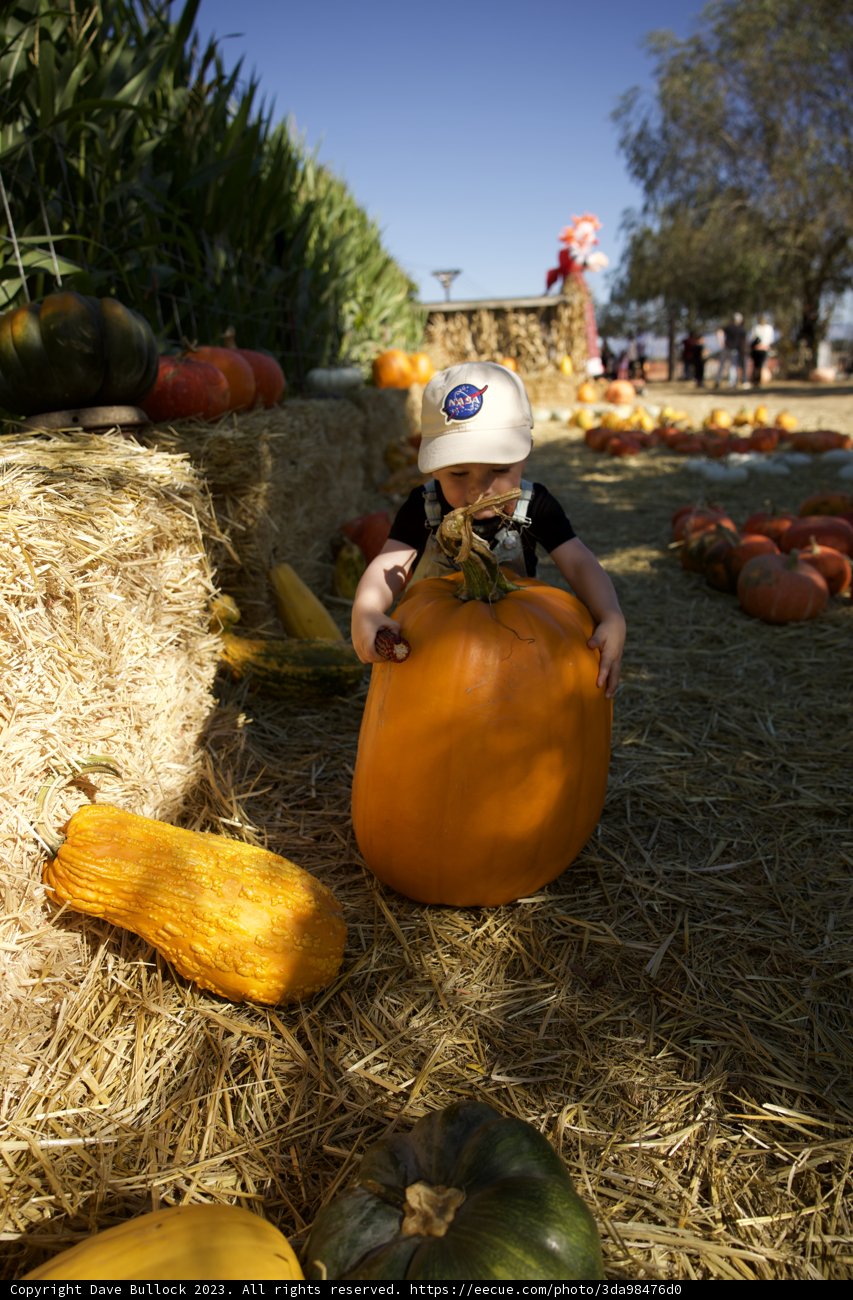 Harvest Journey: Pumpkin Picking Adventure