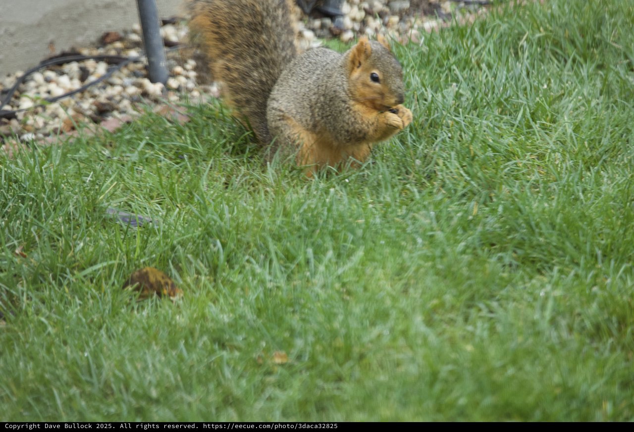 Fox Squirrel Foraging in Suburban Lawn