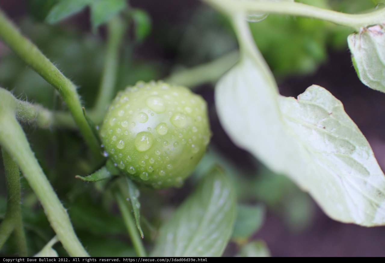 Juicy Tomatoes