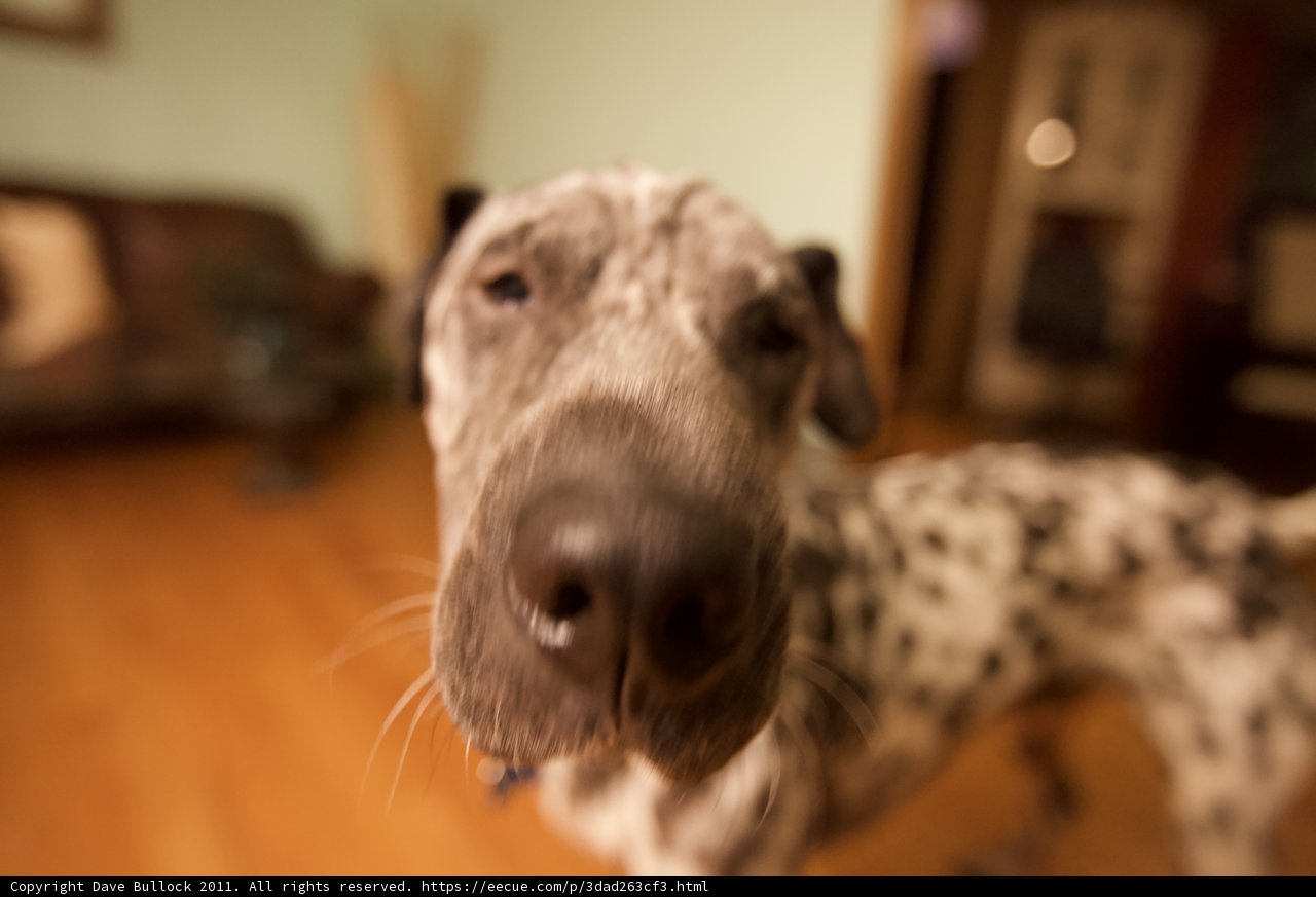 The Regal Canine