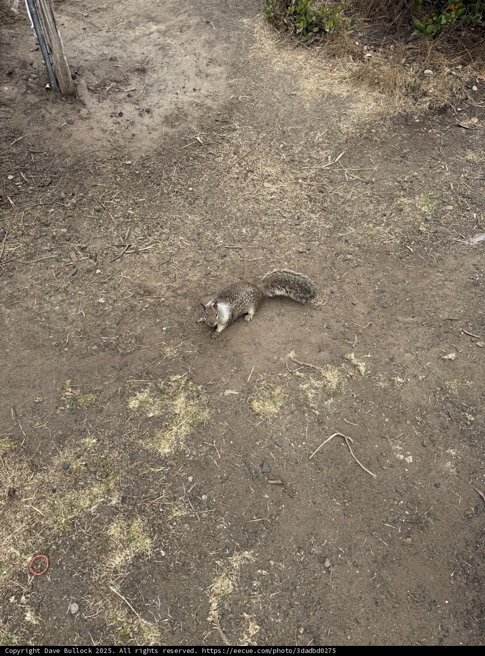 Curious Critter in Cambria