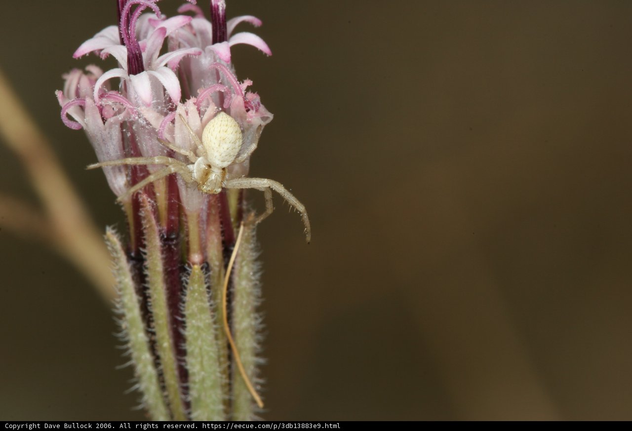 Garden Spider on a Daisy