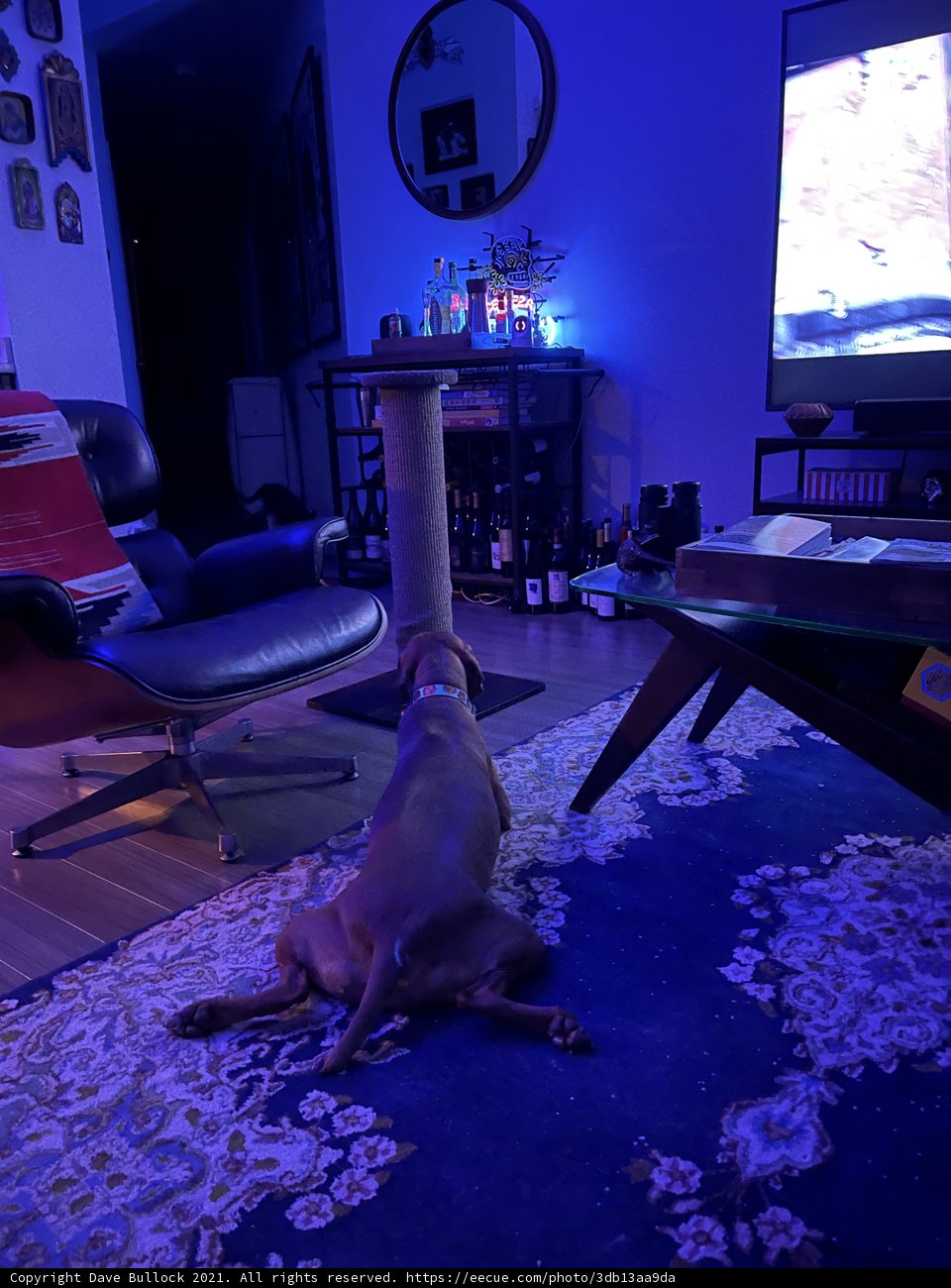 Comfy Canine in Cozy Living Room
