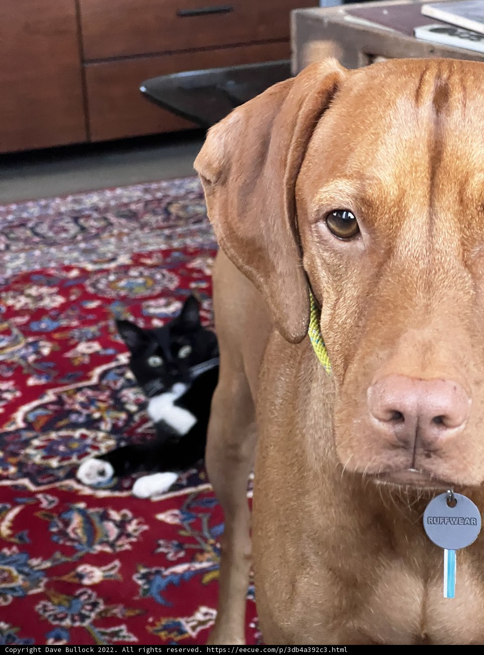 Tagged Pup