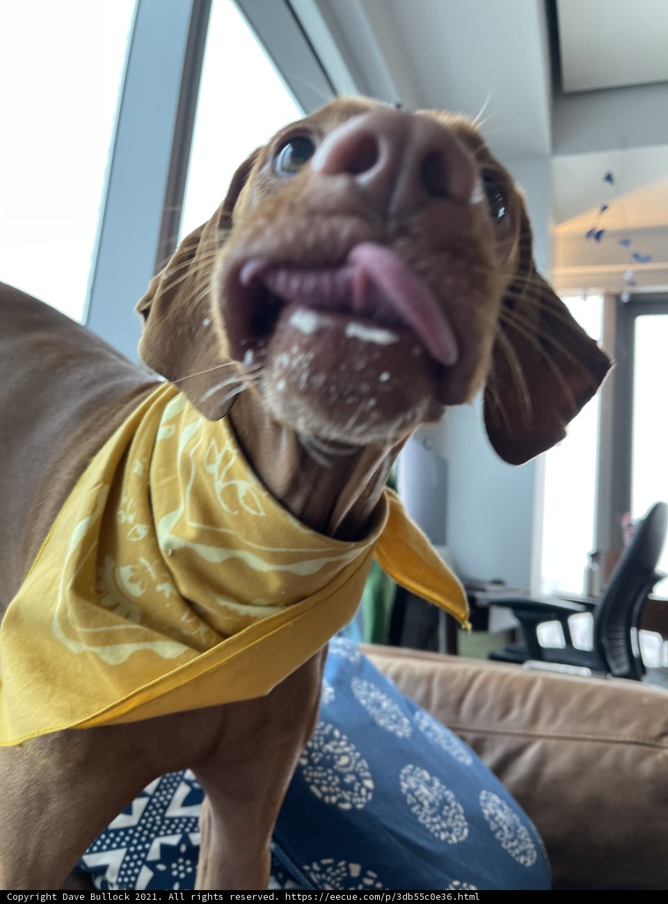 Yellow-Bandanaed Hound on the Couch