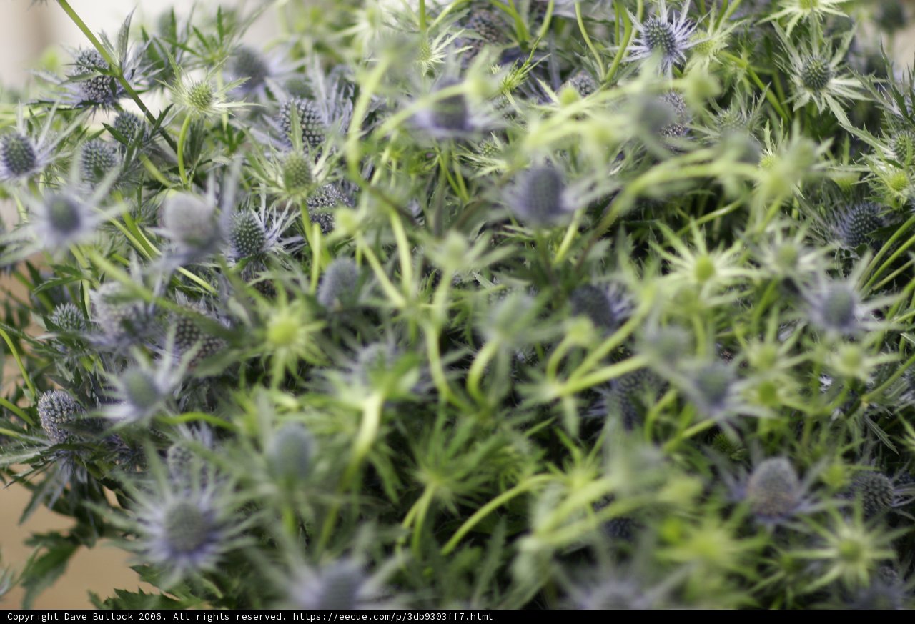 Purple Flowered Plant up Close