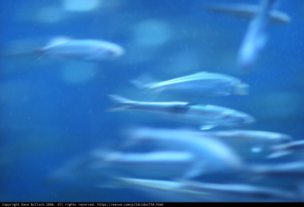 School of Fish in a Blue Aquarium