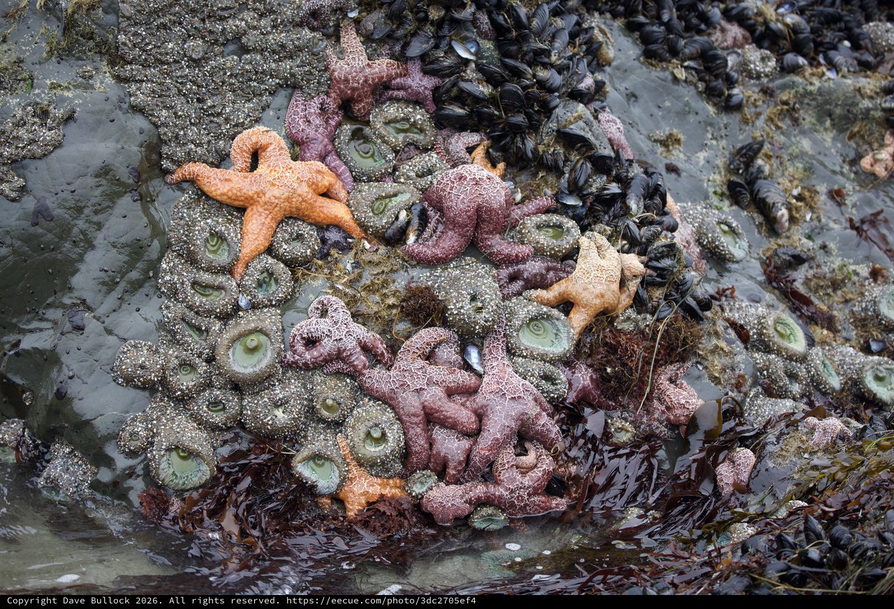 Vibrant Sea Stars and Anemones in Pacific Tide Pool