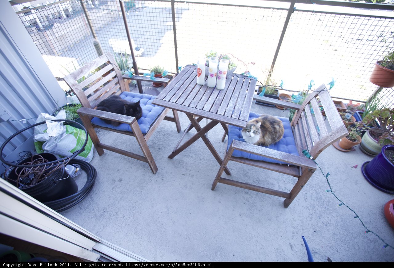 Feline Balcony Relaxation