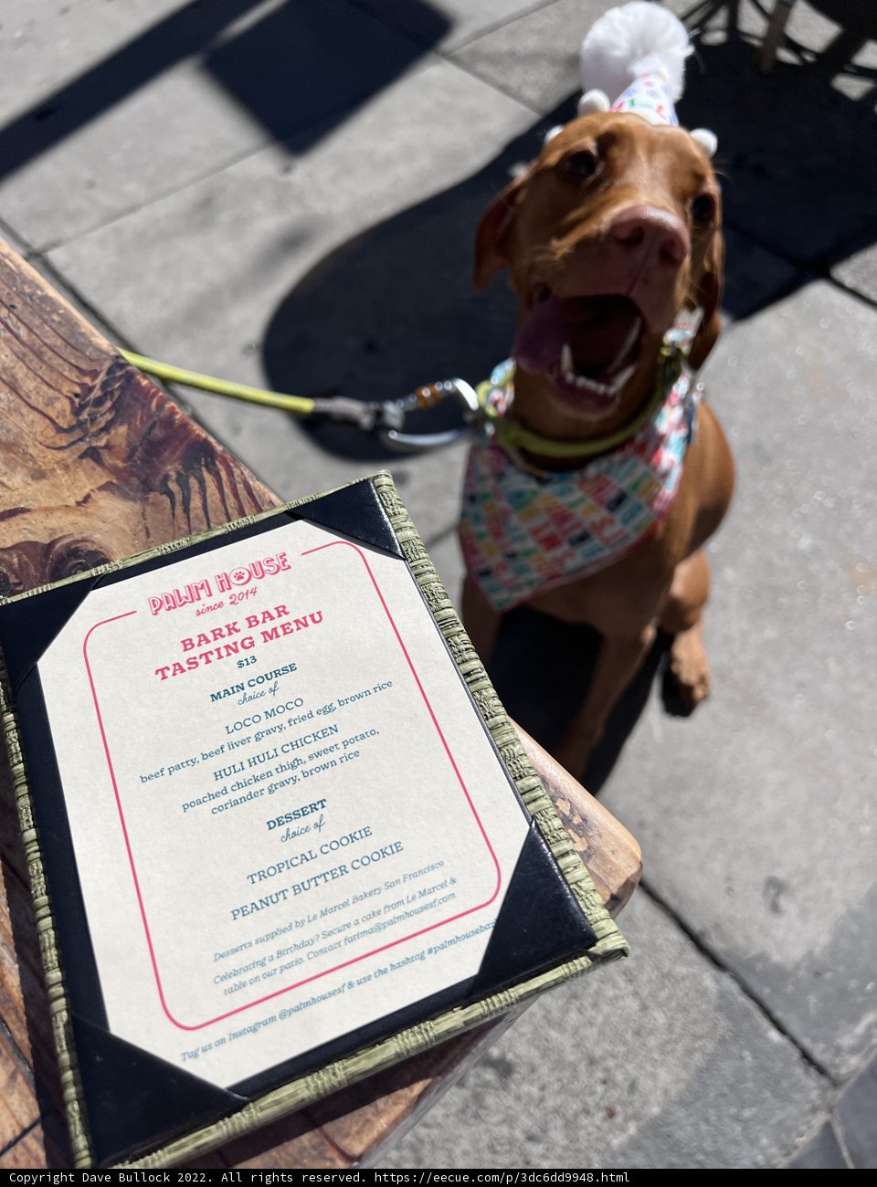 Pooch Perusing the Menu