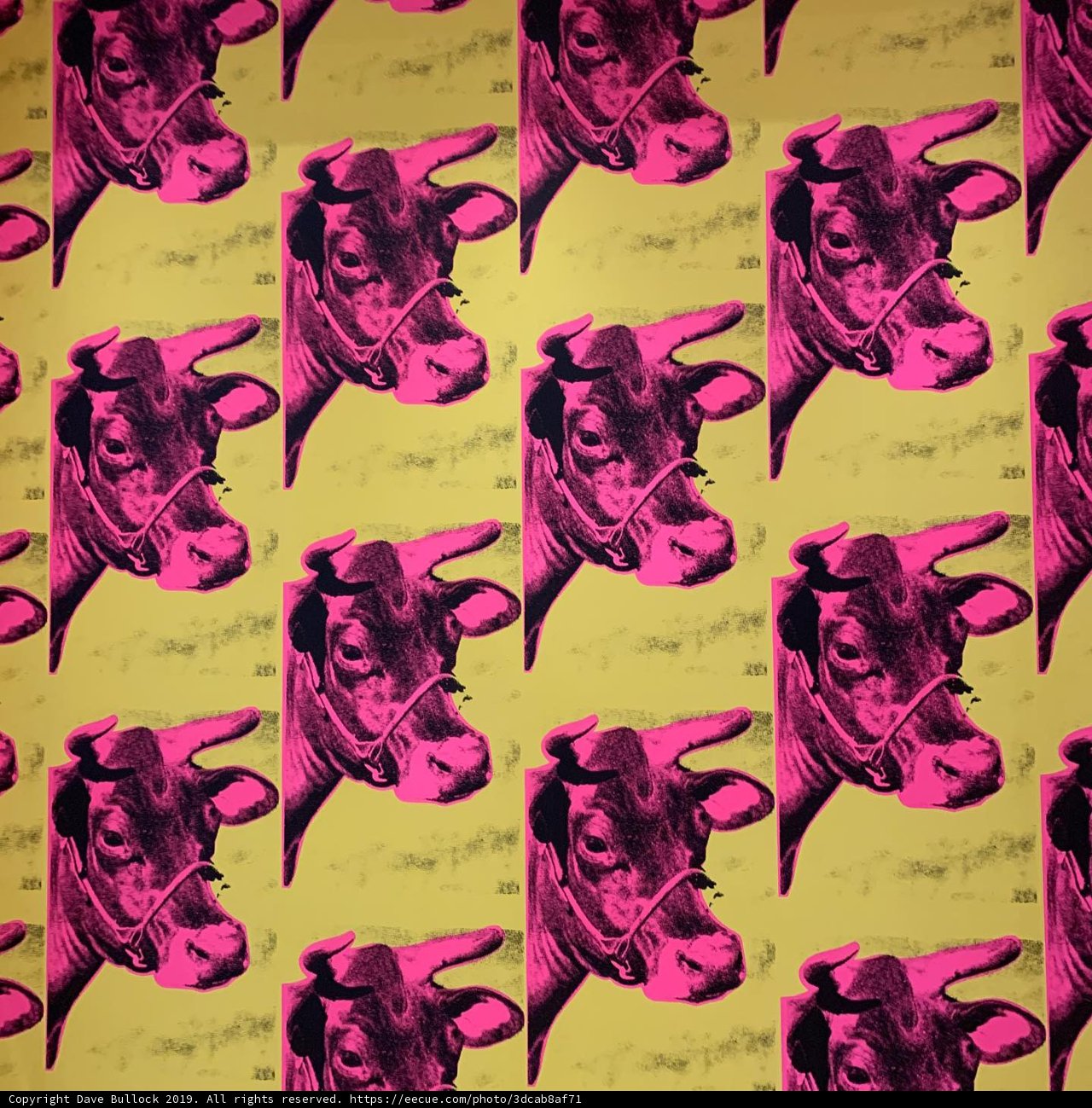 Spotted Pink Cow