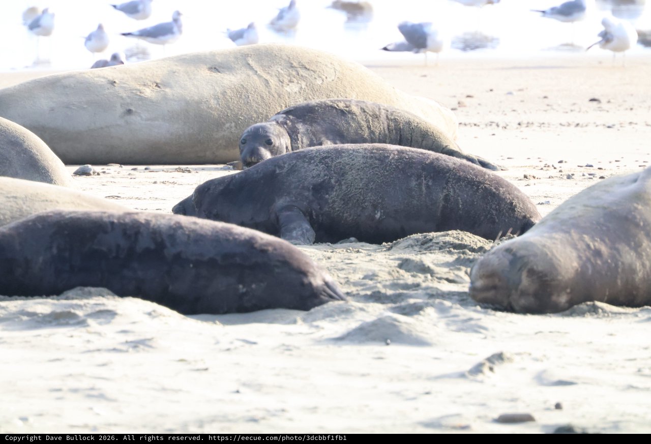 Elephant Seals Resting on Drakes Beach Sand
