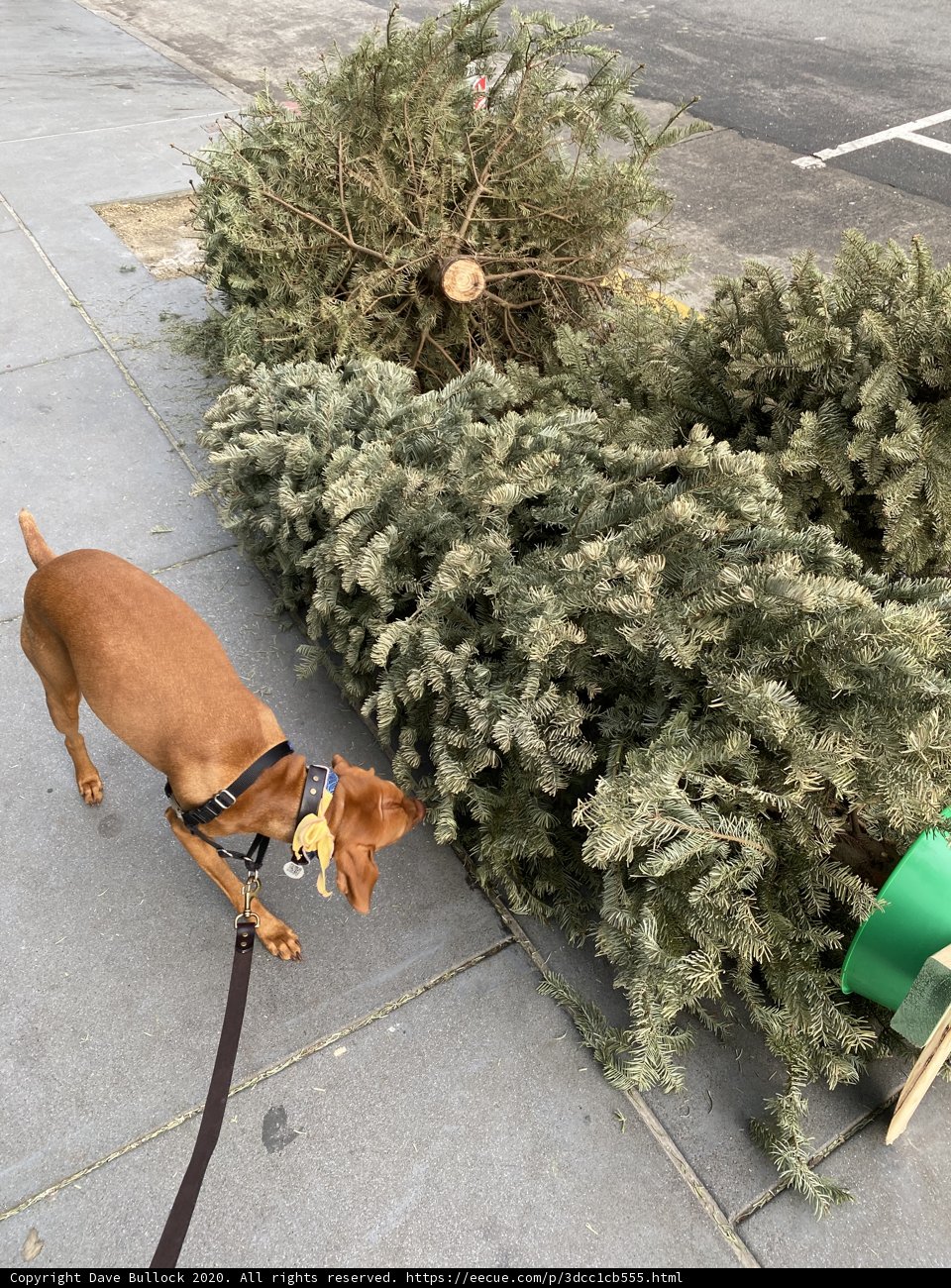 Festive Sniffing