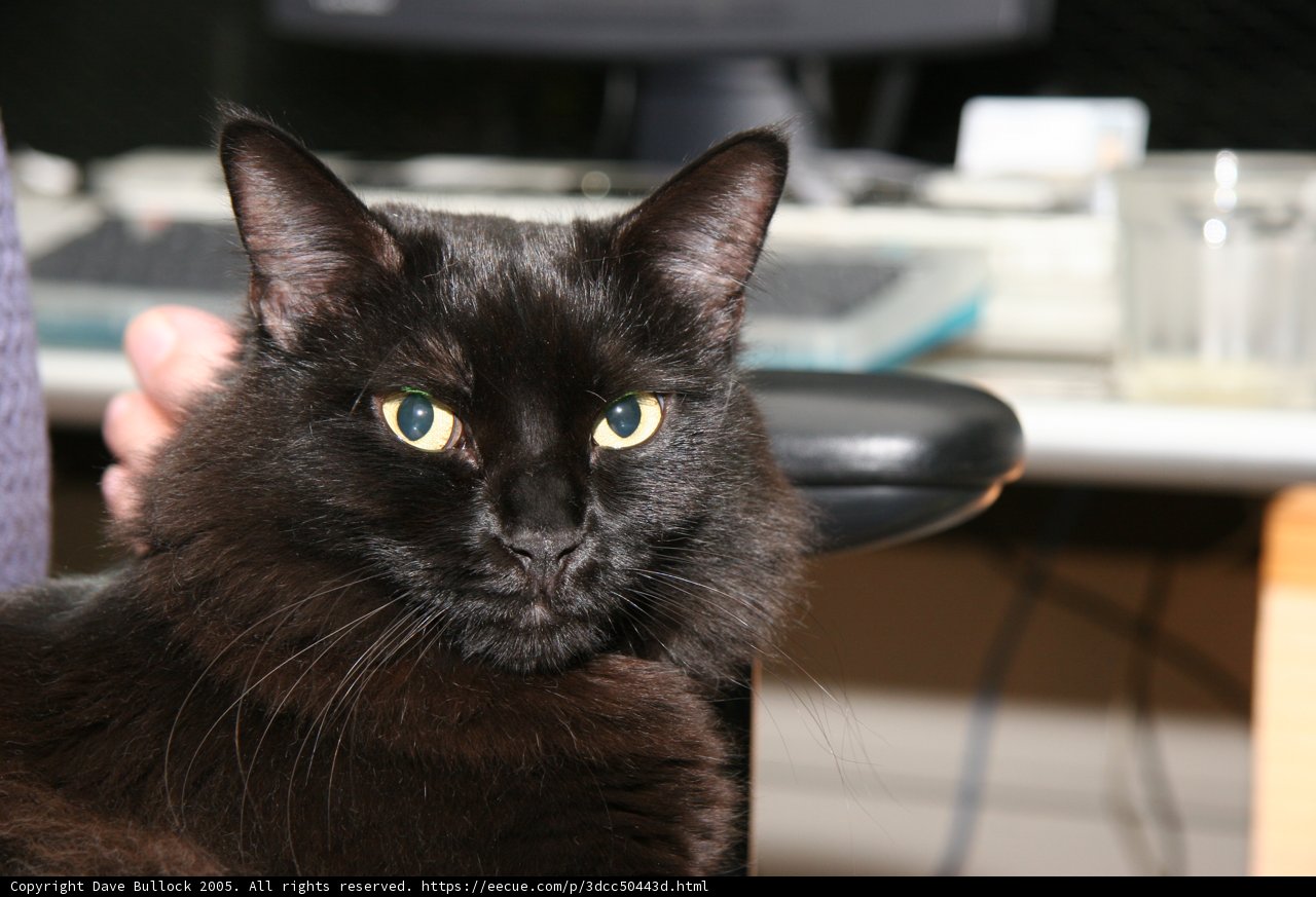 Computer Companion