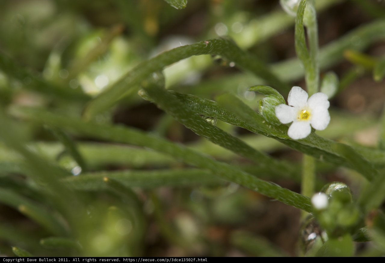 Delicate Anemone Flower