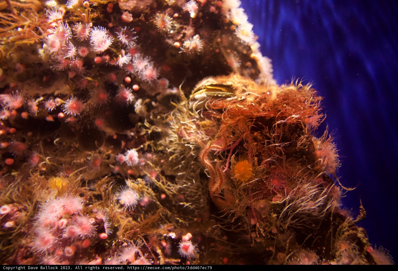 Vibrant Underwater Ecosystem: The Sea Anemone