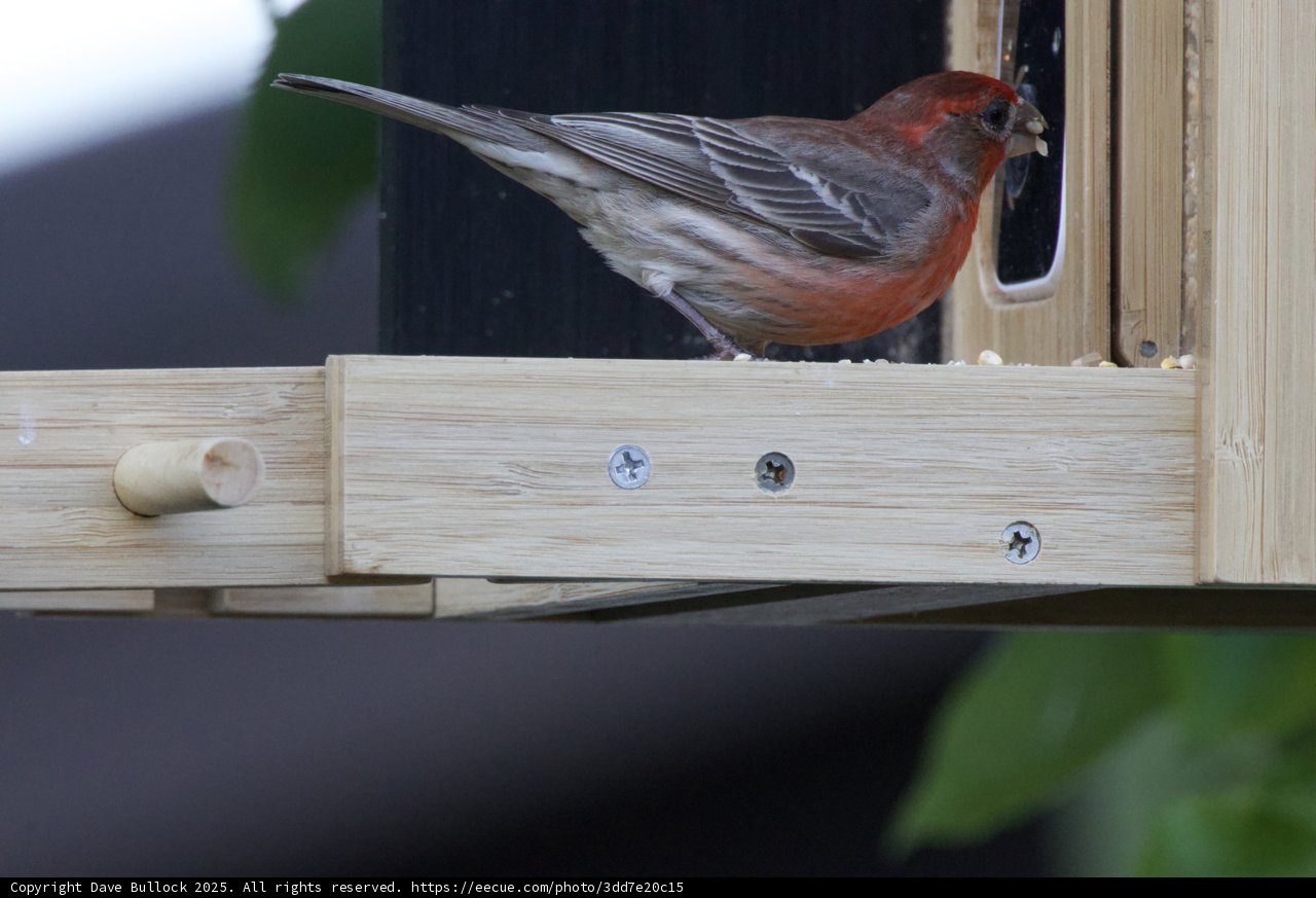 Feathered Companion at the Feeder