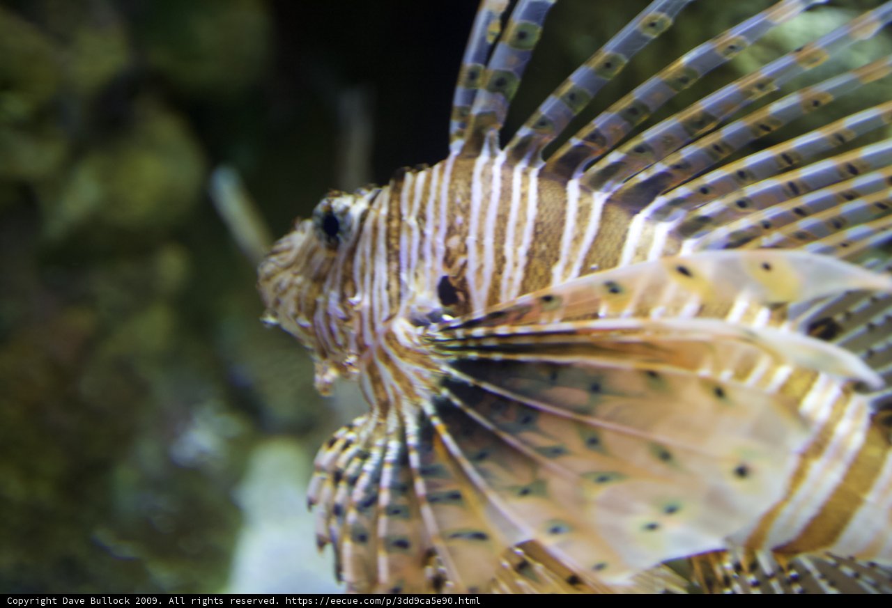 Majestic Lionfish in its Underwater Home