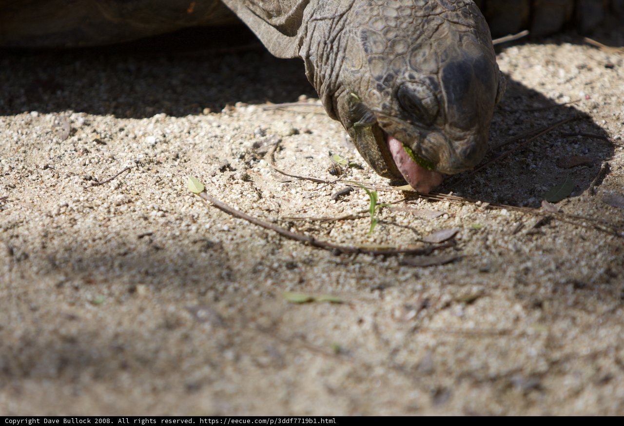Hungry Turtle on a Grass Buffet