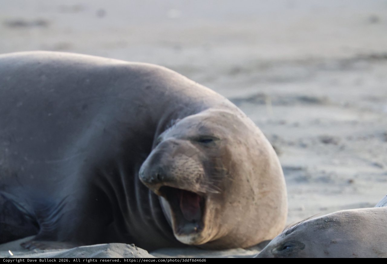 Elephant Seal Pup Yawning at Drakes Beach