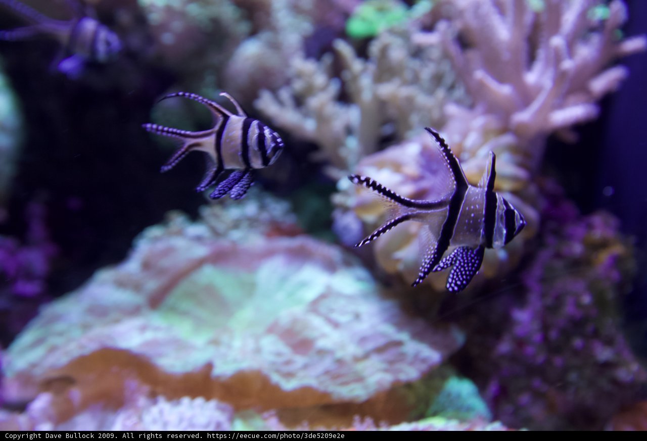 Black and White Fish in the Aquarium