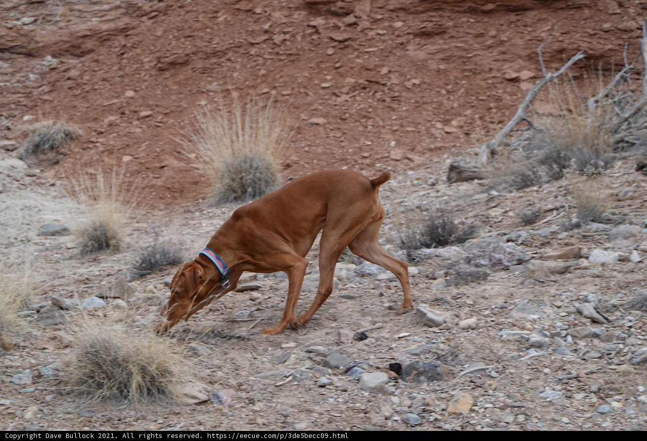 Desert Explorer
