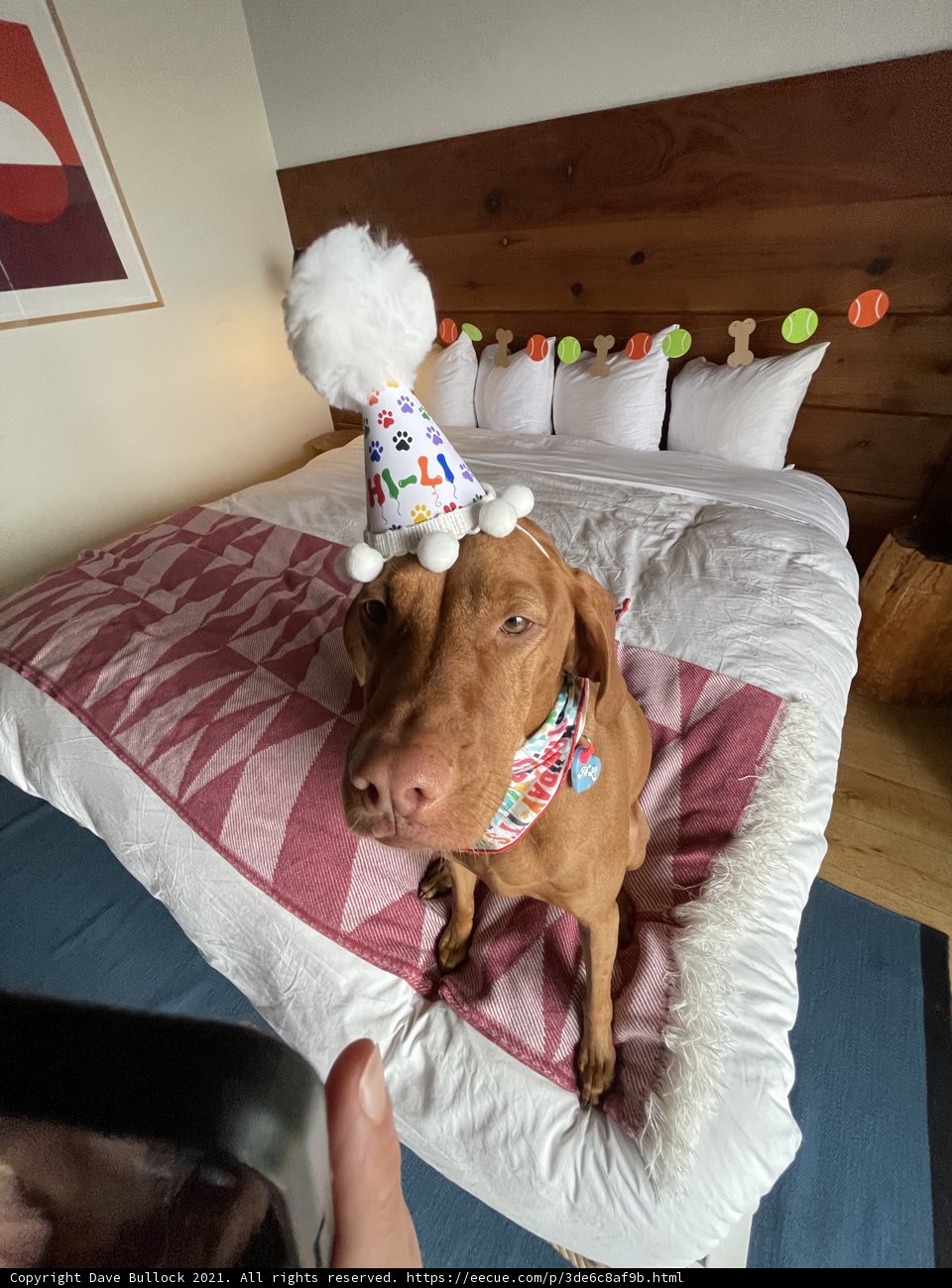 Happy Birthday to the Goodest Boy in Town