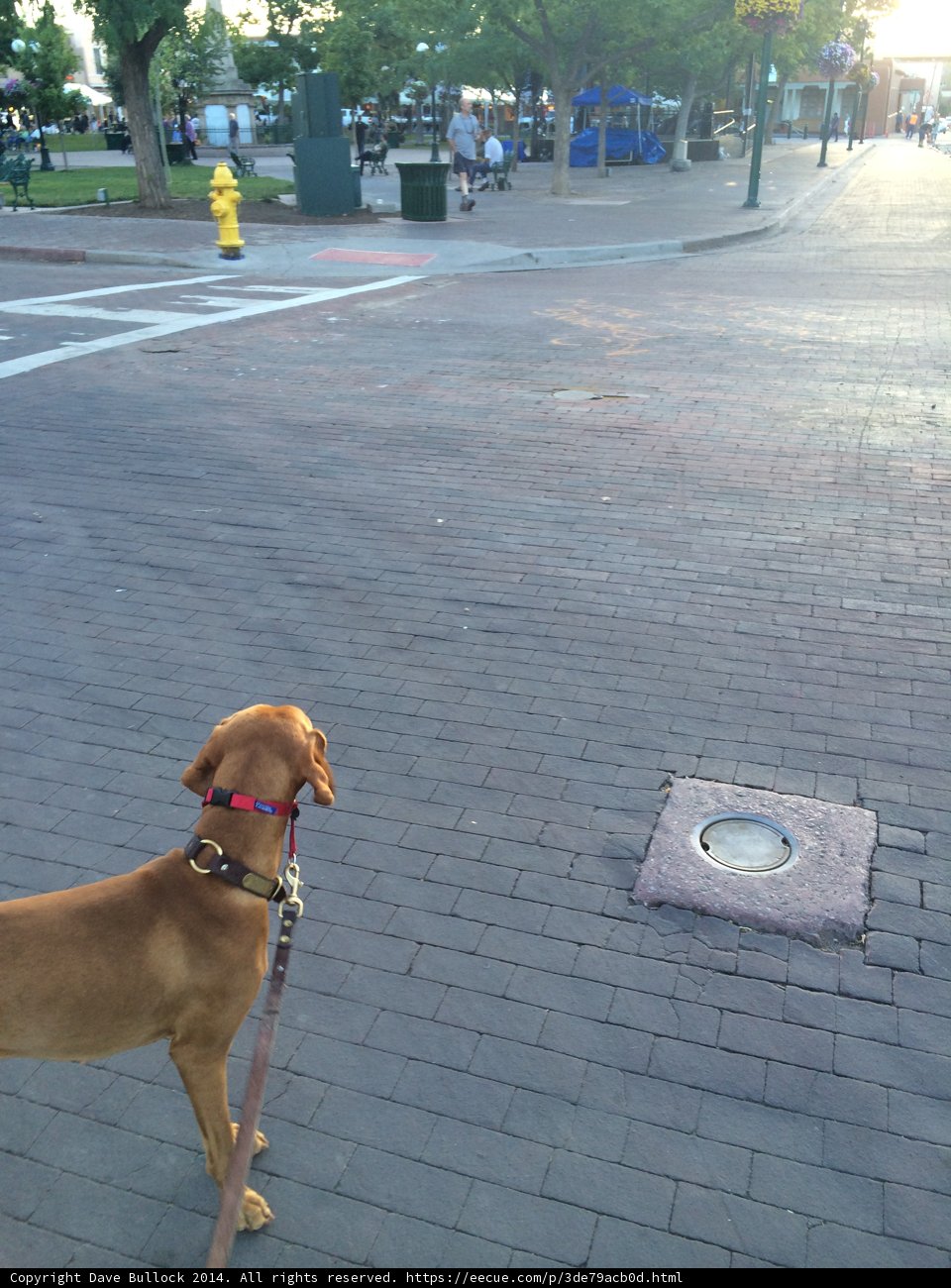 A Golden Retriever's Walk in Santa Fe Plaza