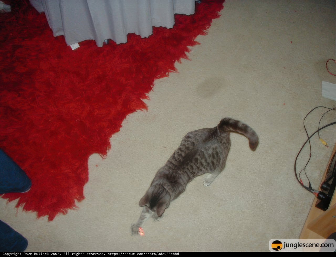 Feline on the Prowl