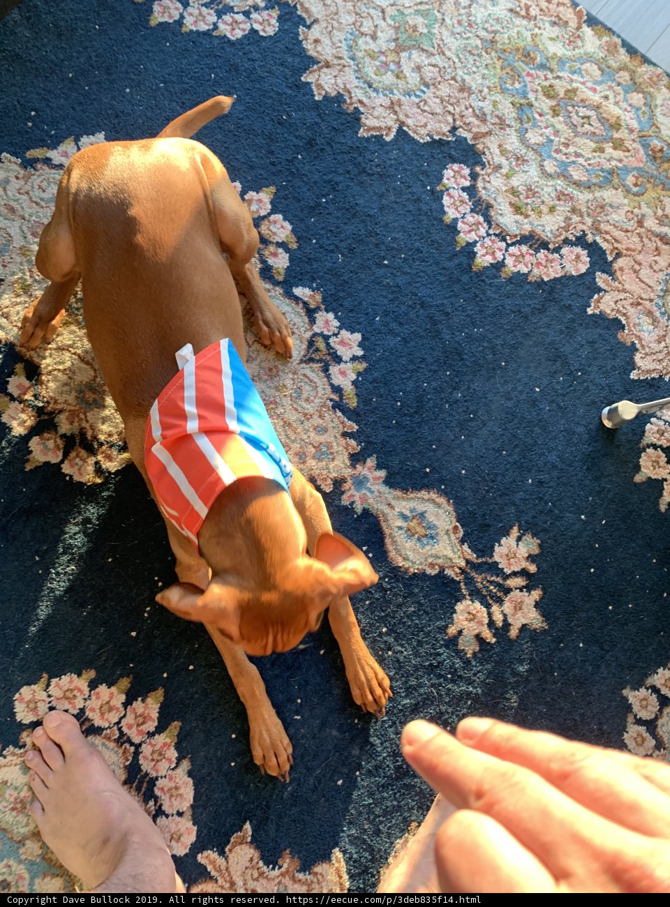 Patriotic Pooch
