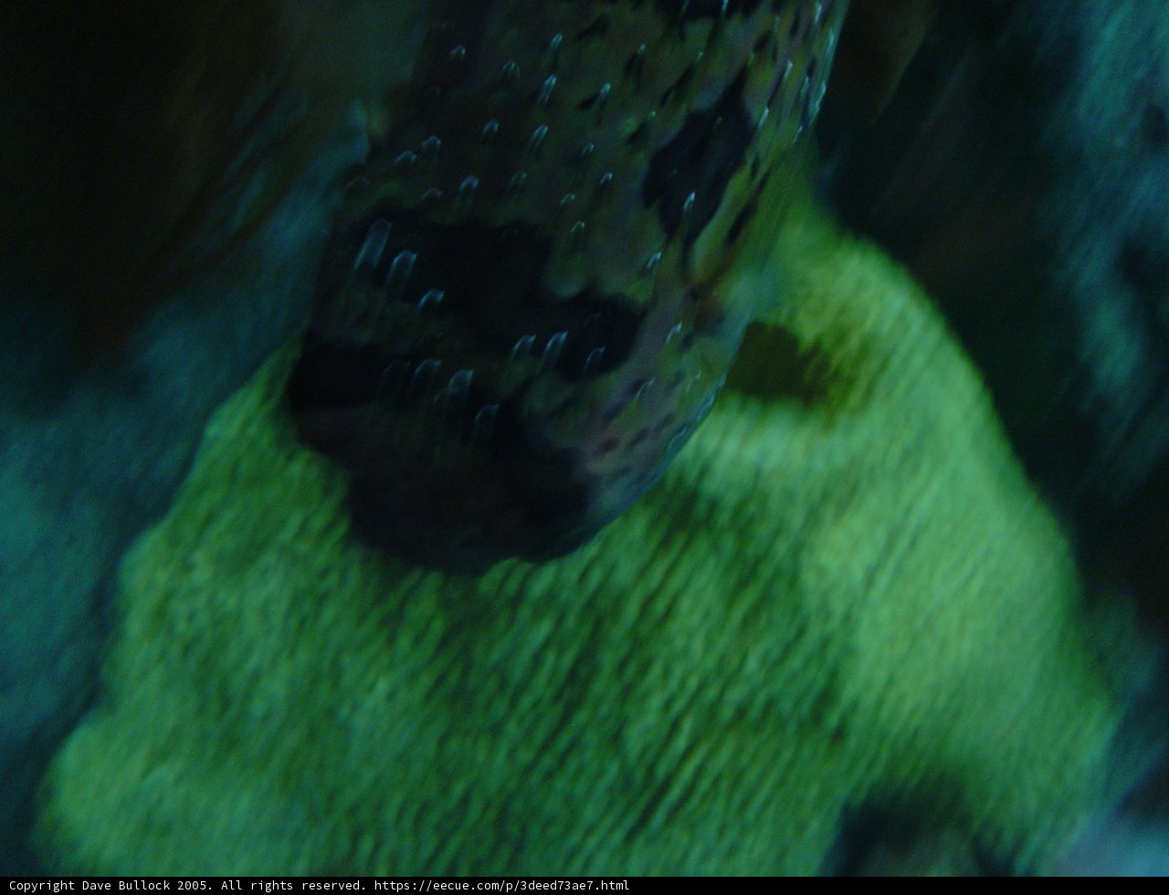 Up Close with Underwater Life