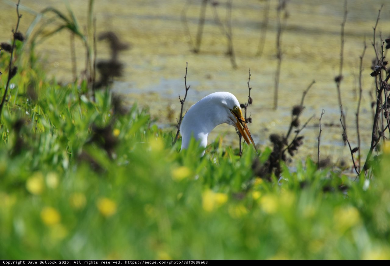 Great Egret Hunting in Wetland Grassland