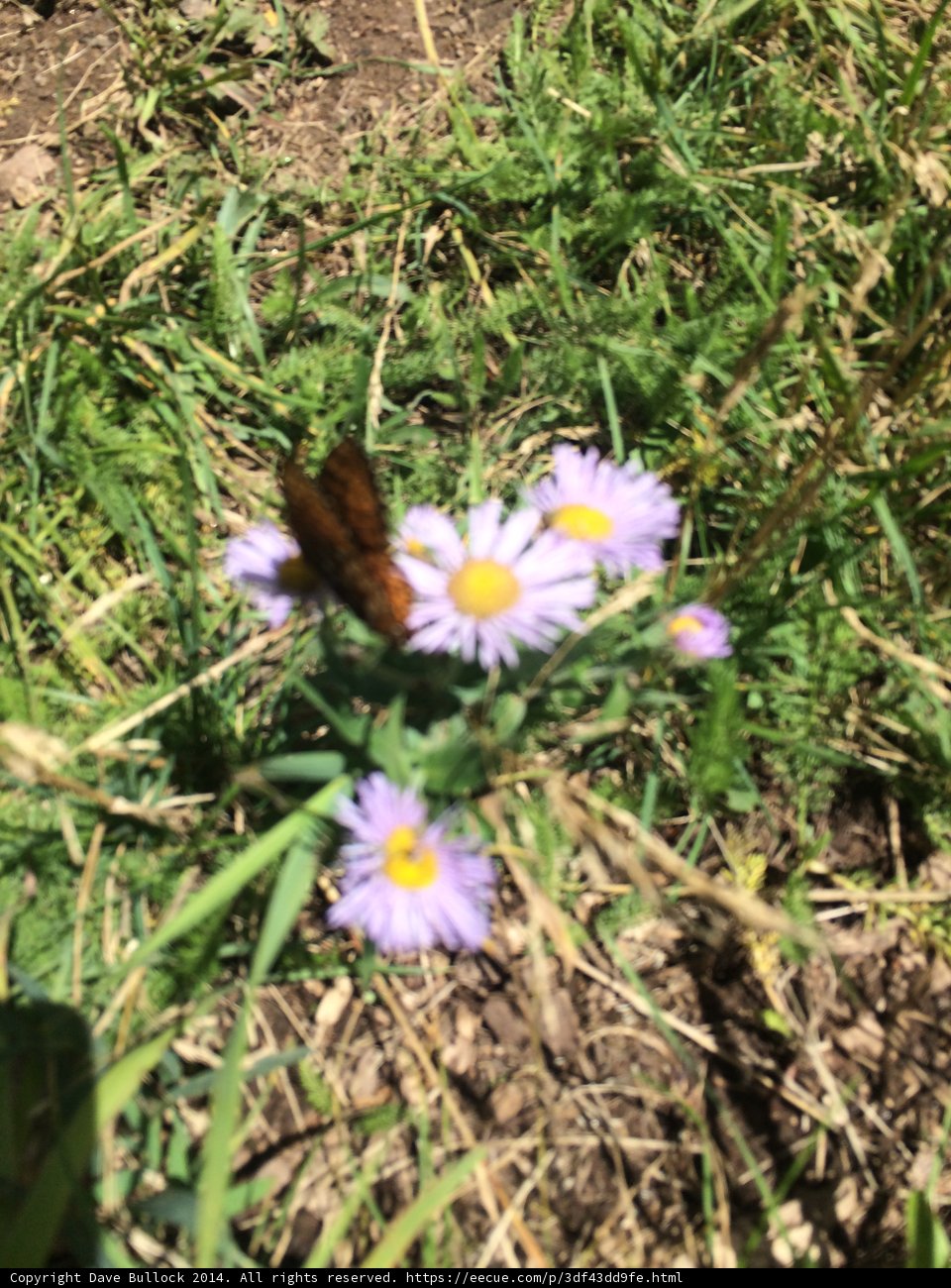 Graceful Butterfly Perched on a Daisy Flower