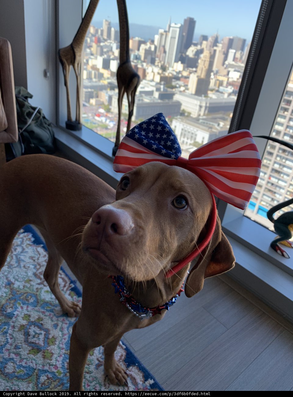 Patriot Pooch
