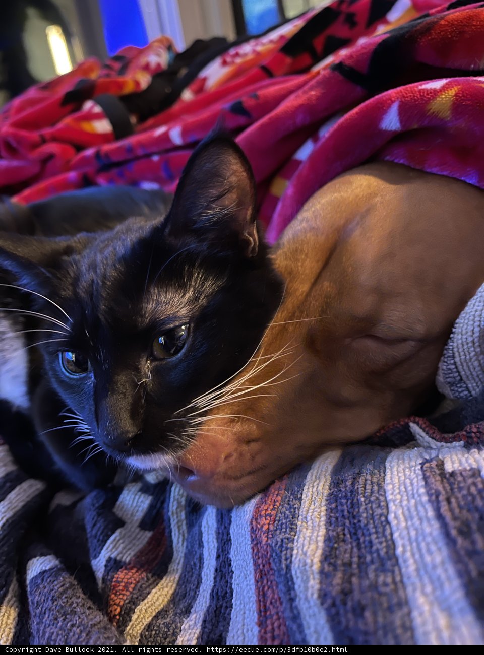 Furry Bedfellows