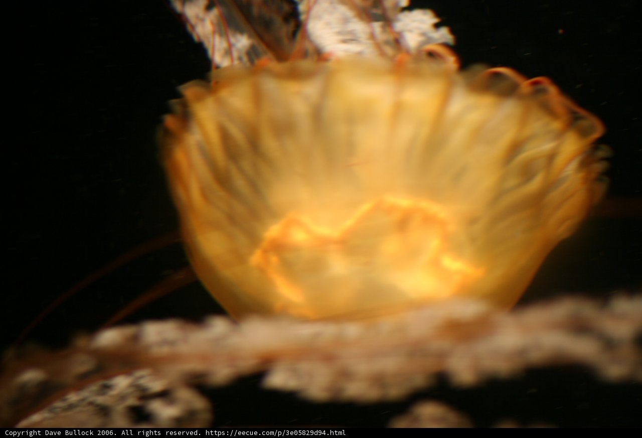 Graceful Jellyfish in the Deep Blue