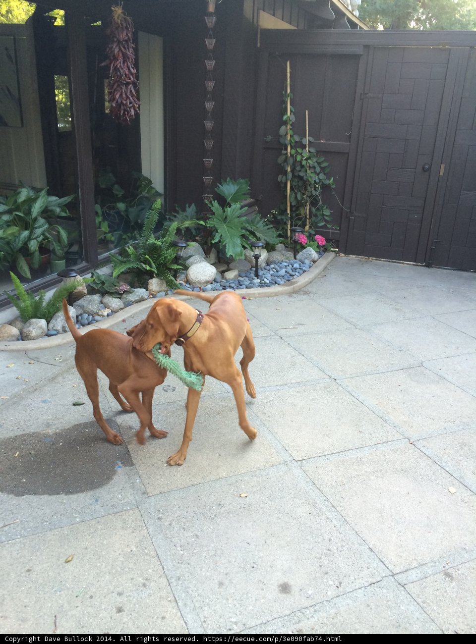 Playtime in the Backyard