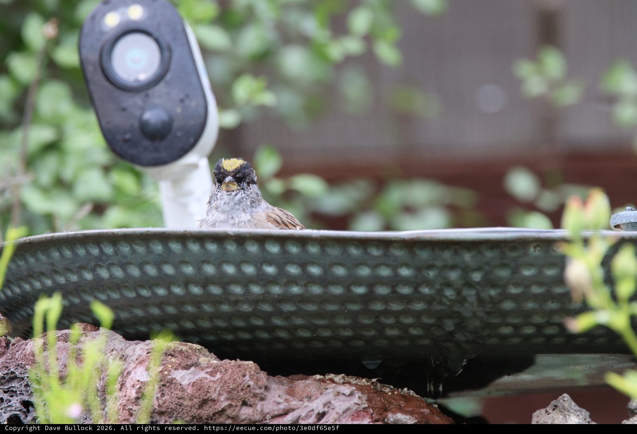 Golden-Crowned Sparrow at Bird Bath with Security Camera
